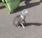 Police called to save cat with jar stuck on head