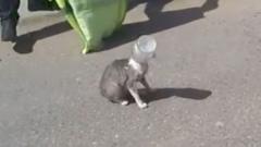 Police called to save cat with jar stuck on head