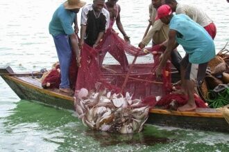 James town fishermen enjoy bumper catch after lifting of fishing ban