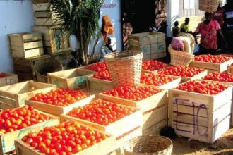 Tomatoes records significant price reduction