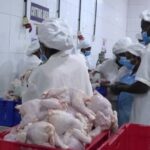 First batch of FSRP broiler birds ready for market