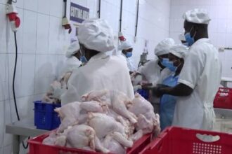 First batch of FSRP broiler birds ready for market