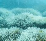 Climate change: Coral samples show Great Barrier Reef ‘in danger’