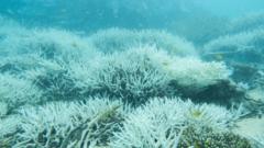 Climate change: Coral samples show Great Barrier Reef ‘in danger’