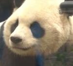 Panda: San Diego debuts first giant pandas from China in decades