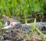 Tropical Storm Debby brings alligators into streets, pools