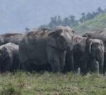 India elephant app: Hopes new tech can reduce human and animal deaths