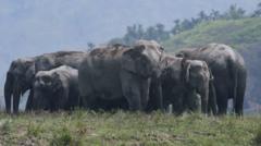 India elephant app: Hopes new tech can reduce human and animal deaths