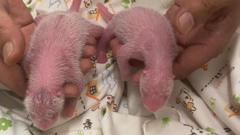 Giant panda twins born to oldest first time mum in Hong Kong