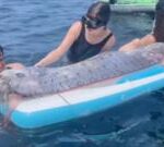 Paddle-boarders find rare ‘doomsday’ fish off California coast