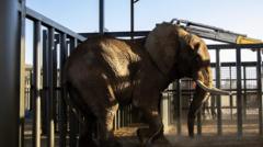 South Africa’s last zoo elephant Charlie freed after 40 years