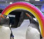 Sphen the penguin, one half of gay ‘power couple’, dies age 11