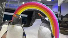 Sphen the penguin, one half of gay ‘power couple’, dies age 11