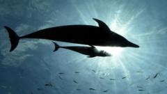 Japan: Experts suspect lonely dolphin behind rise in attacks