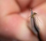 Rare mosquito virus prompts US towns to close public parks