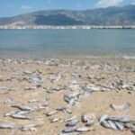 Thousands of floating dead fish blanket Greek port