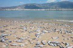 Thousands of floating dead fish blanket Greek port