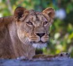 Smarden: Lion rescued from Ukraine takes first steps outdoors