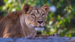 Smarden: Lion rescued from Ukraine takes first steps outdoors