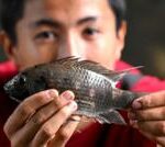 Thailand wages war against invasive blackchin tilapia