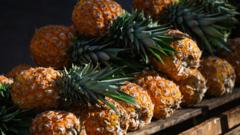 Spain’s ‘pineapple-gate’ spark hopes of romance and shop chaos