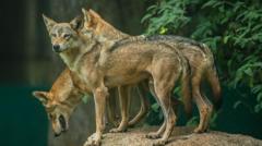 Uttar Pradesh: The child-killing wolves sparking panic in India