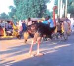 Nigeria flooding: Zoo animals escape as deluge hits Borno state