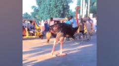 Nigeria flooding: Zoo animals escape as deluge hits Borno state