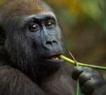 Self-medicating gorillas may hold clues to new drugs