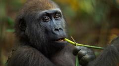 Self-medicating gorillas may hold clues to new drugs