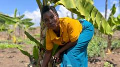 Banana wine: Malawi’s growing industry to beat climate change