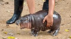 Moo Deng: Thailand zoo’s celebrity baby hippo