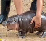 Moo Deng: Thailand zoo’s celebrity baby pygmy hippo