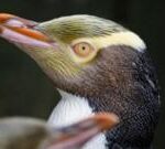 Hoiho: Rare shy penguin wins New Zealand’s bird of the year vote