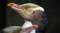 Hoiho: Rare shy penguin wins New Zealand’s bird of the year vote