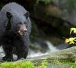 Wisconsin boy, 12, shoots bear as it mauls his father