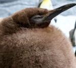 Meet Pesto: the fat baby penguin and viral superstar