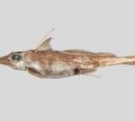 New ‘ghost shark’ discovered in New Zealand waters