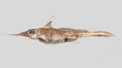 New ‘ghost shark’ discovered in New Zealand waters