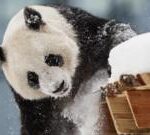 Finland zoo returns pandas to China early due to cost