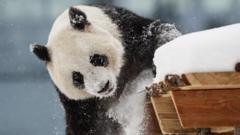 Finland zoo returns pandas to China early due to cost