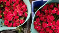 Kenya’s flower industry: How farmworkers toil to export roses to Europe