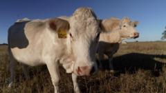 A crucial US election fight unfolds in Tim Walz’s home state Nebraska