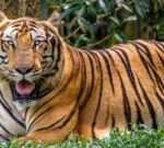 Vietnam bird flu outbreak at zoos leaves dozens of tigers dead