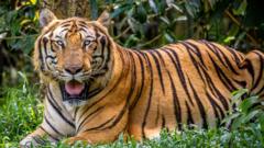 Vietnam bird flu outbreak at zoos leaves dozens of tigers dead