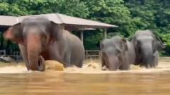 Watch: Elephants escape floodwaters in Thailand