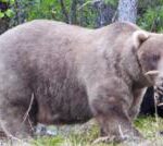 Fat Bear Week: Mama bear beats rival who killed her cub to become winner