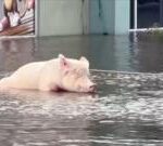 Pig tied to petrol station rescued from Hurricane Milton flooding