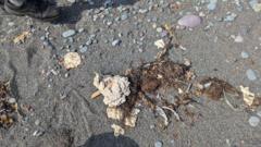 Mysterious ‘blobs’ are washing up on Newfoundland shore