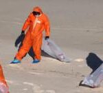 Sydney reopens beaches after tar ball scare